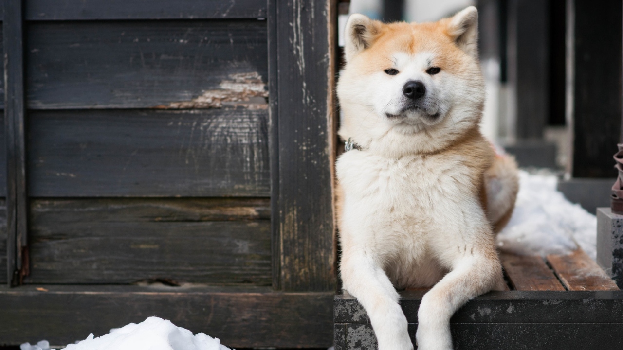 防假冒及篡改？日本秋田犬保存會改發數碼血統證書