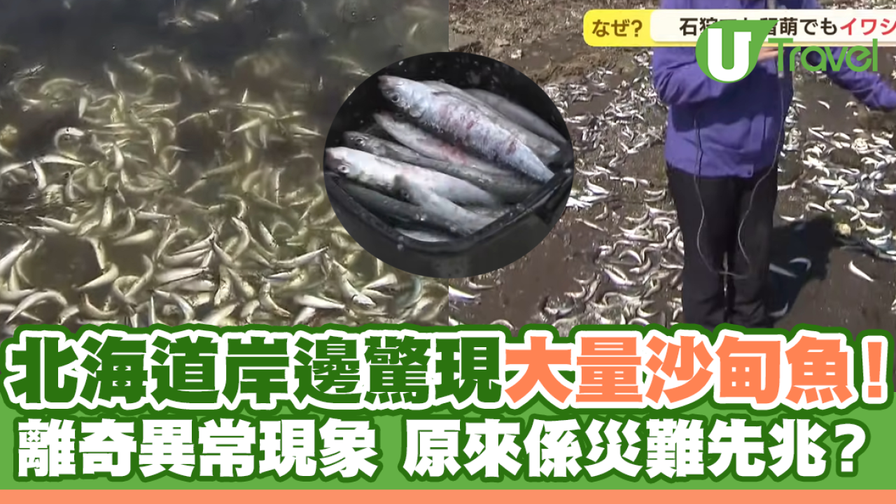 北海道岸邊驚現大量沙甸魚！異常現象原來係災難先兆？
