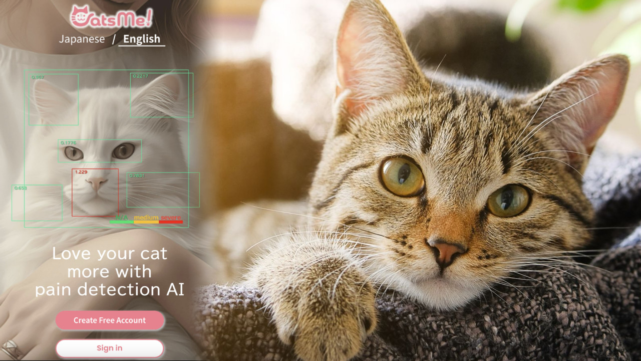 日本寵物診斷網站Carelogy AI快速判斷貓咪健康準確度達9成