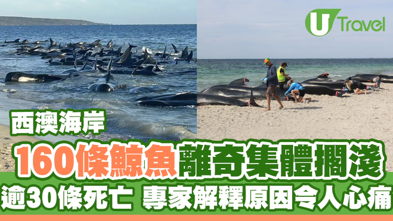 160條鯨魚離奇集體擱淺逾30條死亡 專家解釋原因令人心痛
