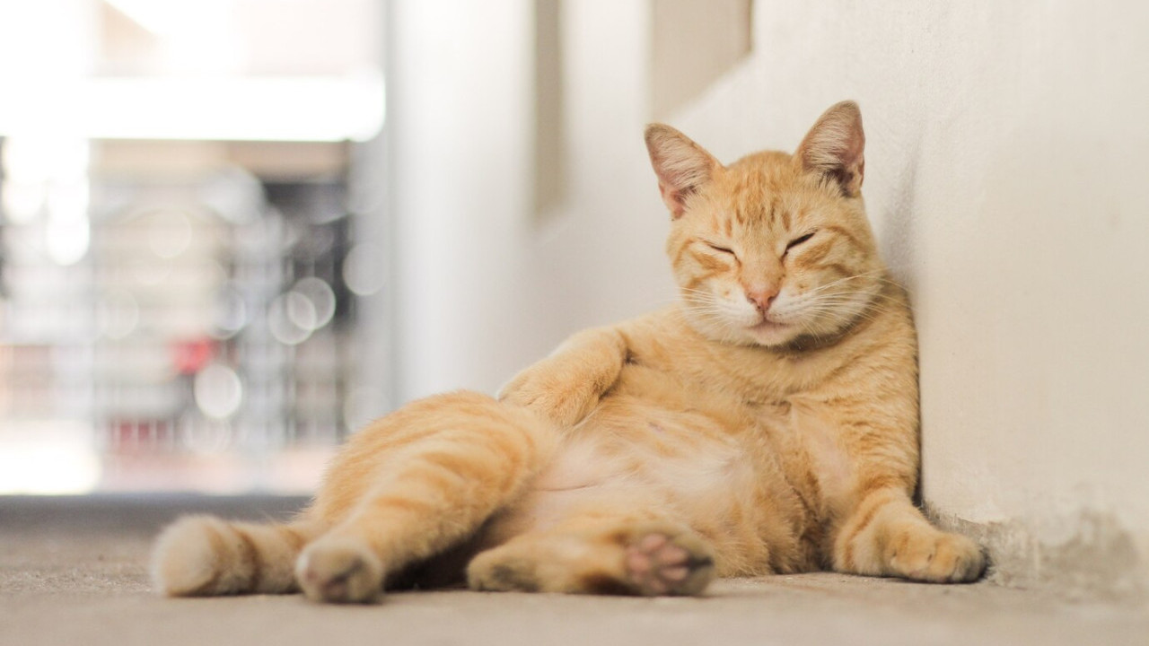 日本貓cafe老闆親授9招攻陷貓咪芳心！與「喵星人」拉近距離有技巧