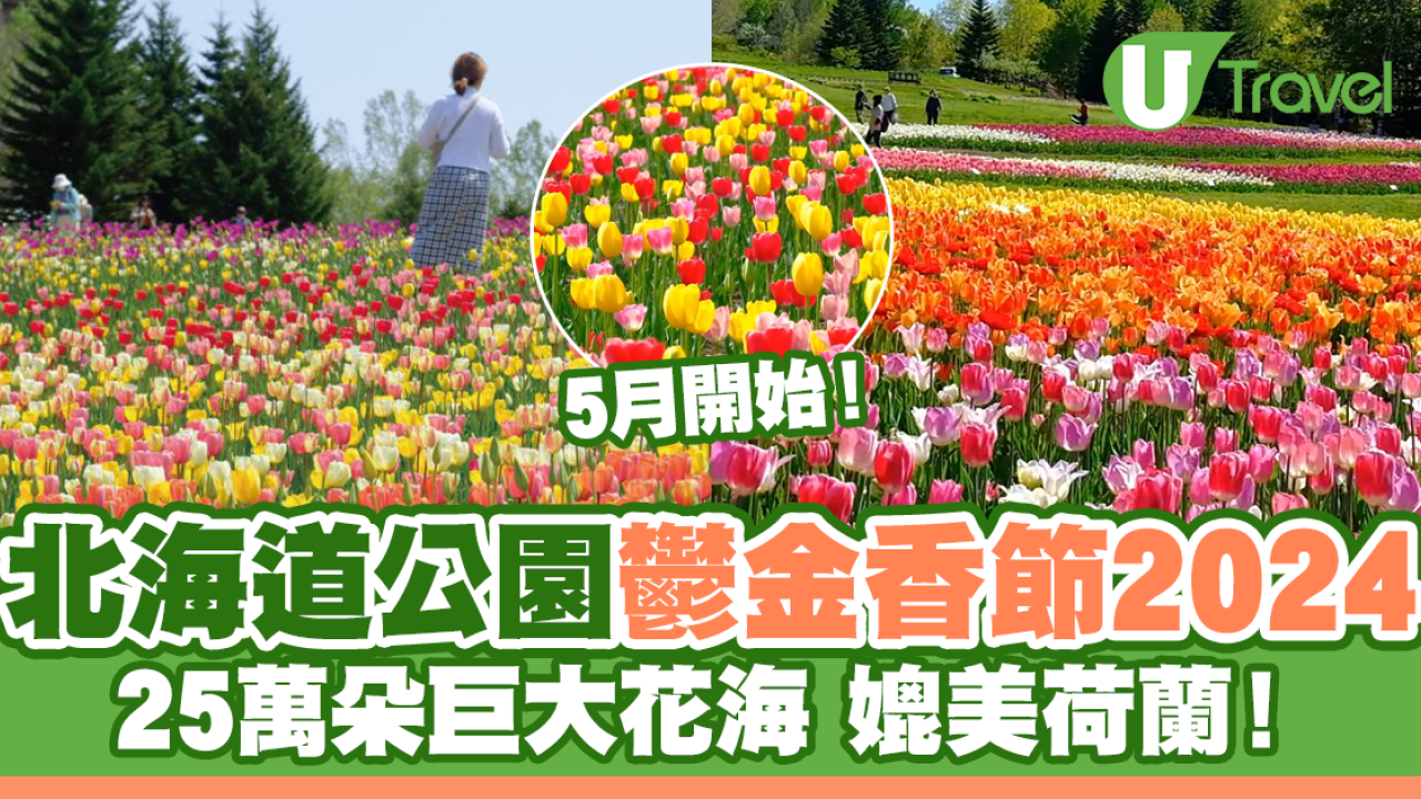北海道公園絕美鬱金香節2024！25萬朵巨大花海媲美荷蘭！