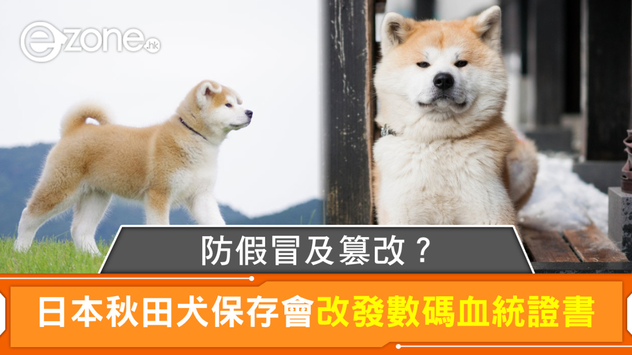 秋田犬血統證書數碼化！防偽、防篡改、更便捷