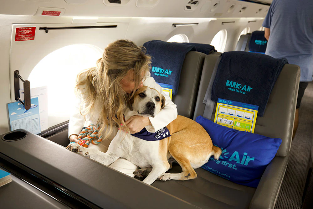 全球首間狗狗專屬航空公司  享受頭等艙待遇/寵物座椅/毛孩飛機餐