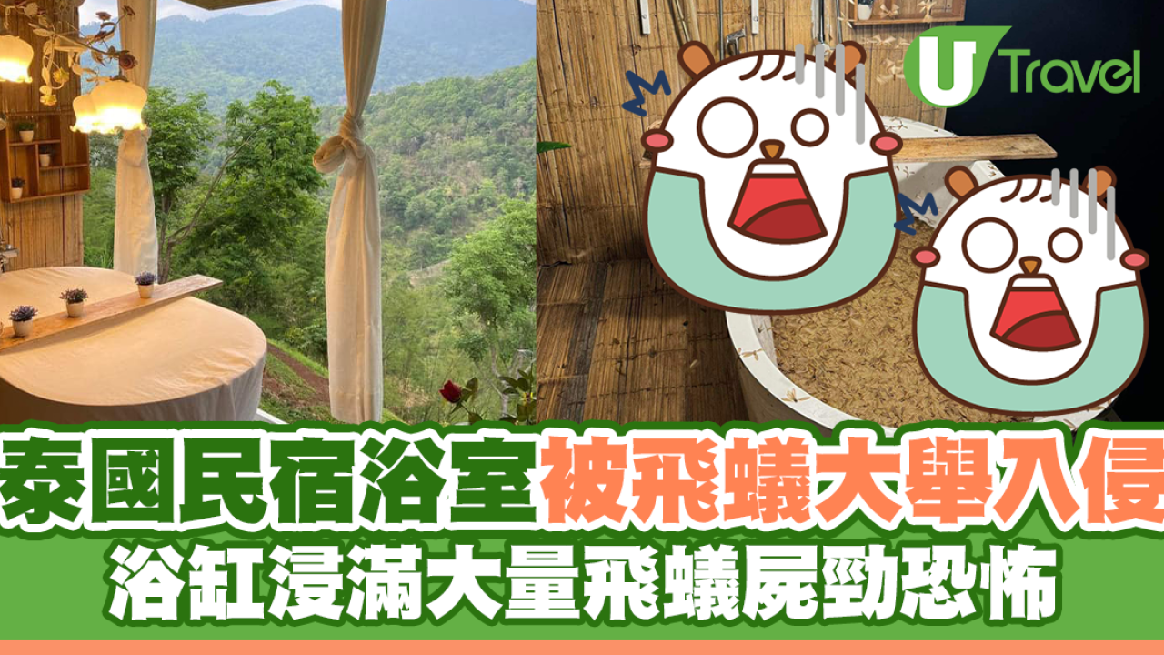  有圖慎入！泰國民宿浴室被飛蟻大舉入侵 浴缸浸滿大量飛蟻屍勁恐怖