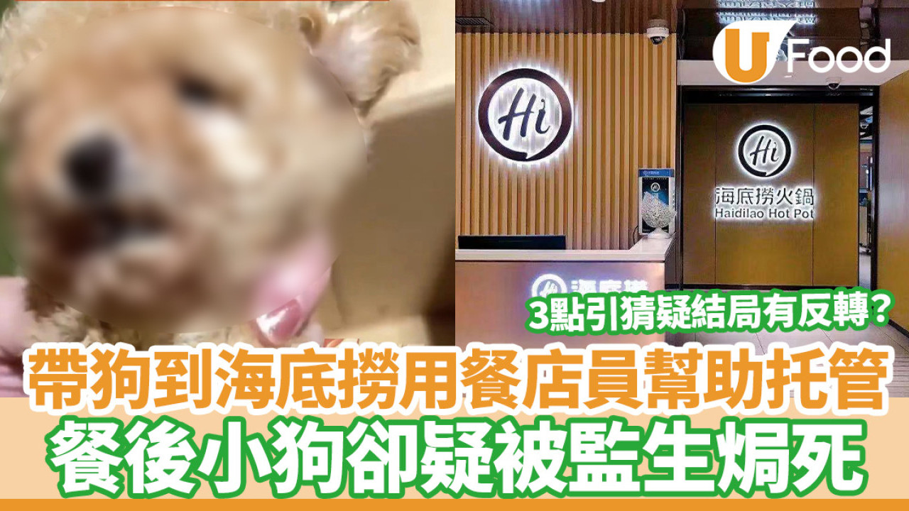 海底撈｜女子帶狗用餐店員幫托管  餐後小狗卻疑被監生焗死／3點引猜疑結局有反轉！？