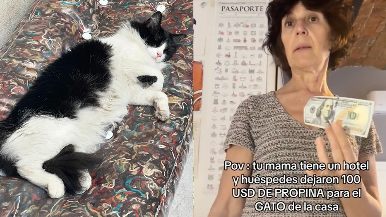 酒店貓貓員工暖心陪睡女客人數晚！獲巨額小費答謝撫慰心靈