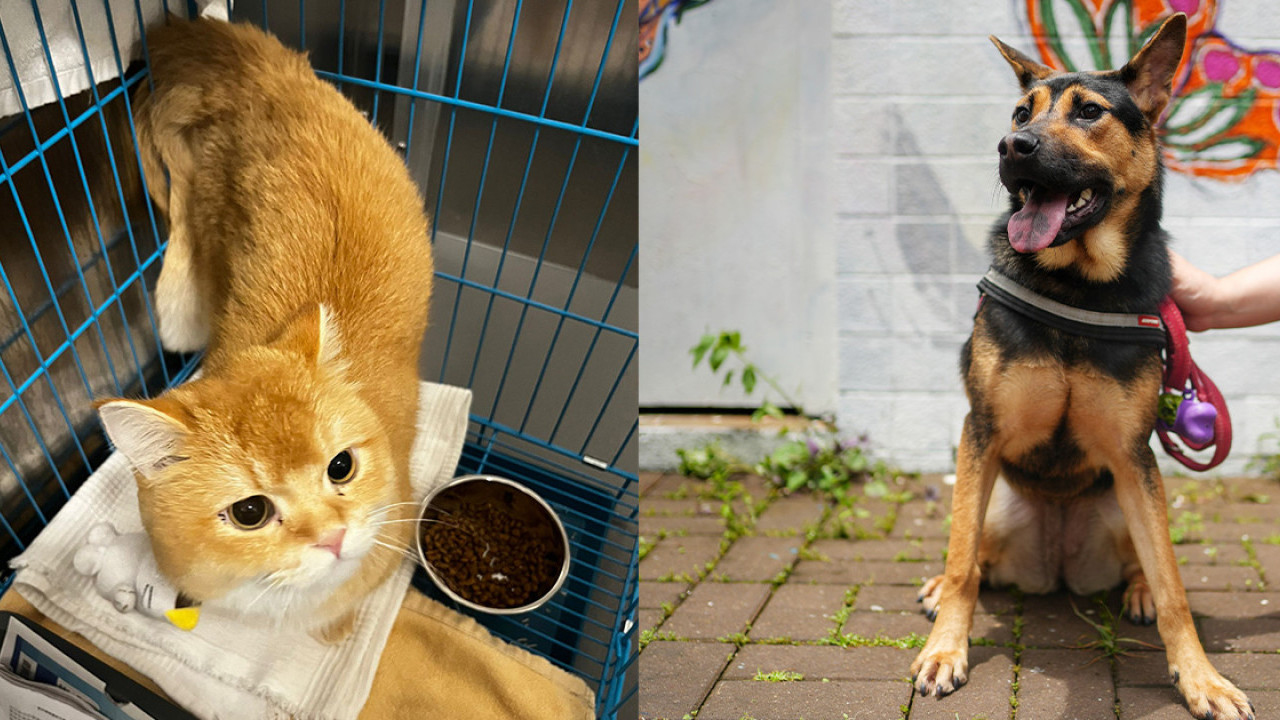 愛護動物協會西貢中心翻新重開 增貓隻領養服務 週末領養日送限量便攜飲水兜