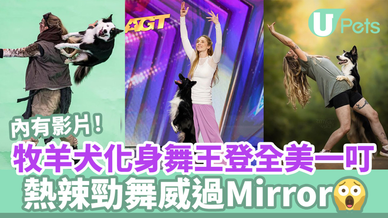 牧羊犬化身舞王登全美一叮 熱辣勁舞威過Mirror！