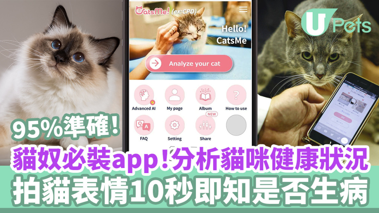 貓奴必裝app！AI分析貓咪健康狀況／拍貓表情10秒即知是否生病