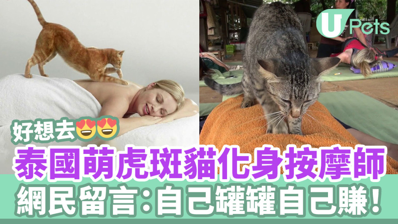 泰國萌虎斑貓化身按摩師 網民留言：自己罐罐自己賺！ 