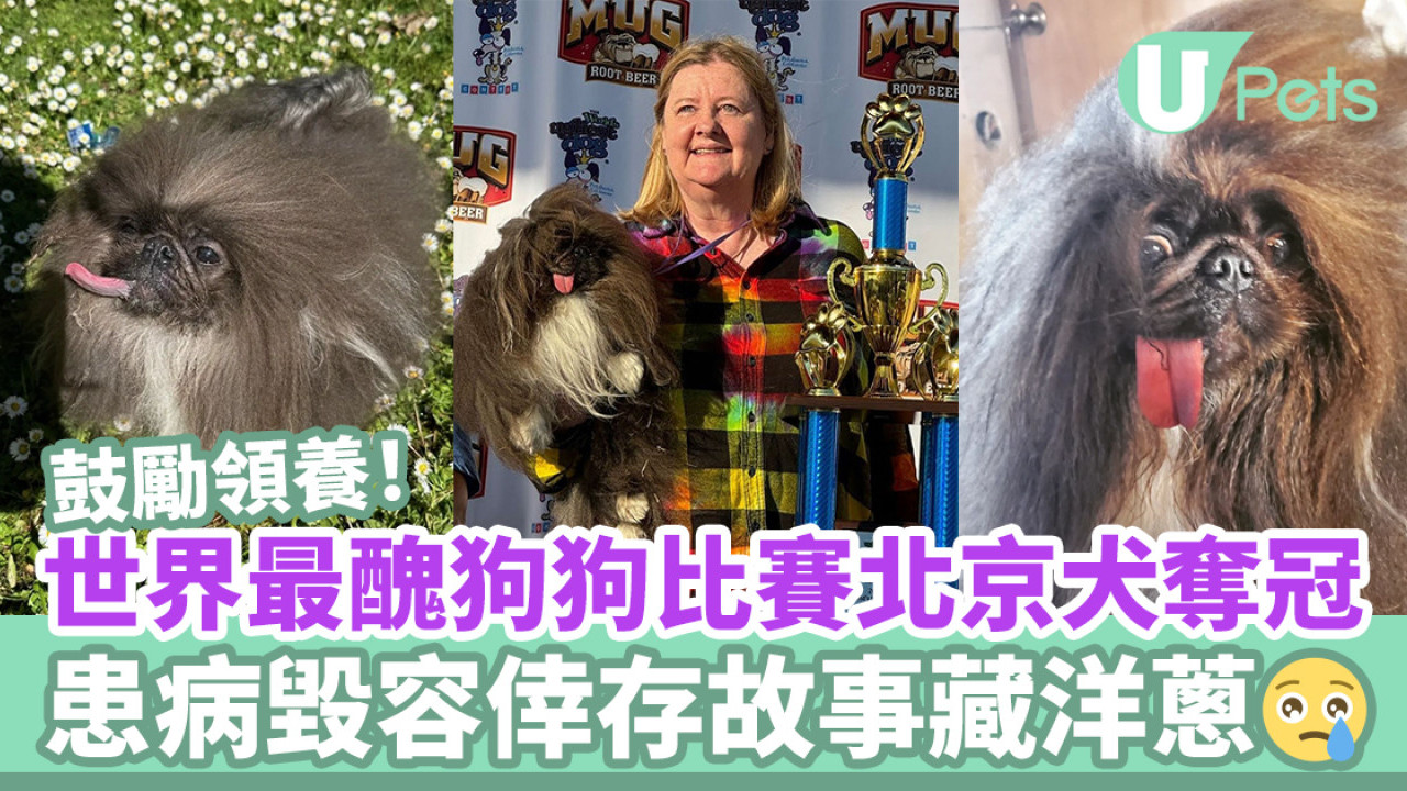 世界最醜狗狗比賽北京犬奪冠！患病毀容倖存故事藏洋蔥