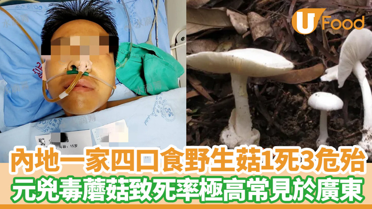 內地一家四口採食野生菇1死3危殆  元兇毒蘑菇致死率極高常見於廣東