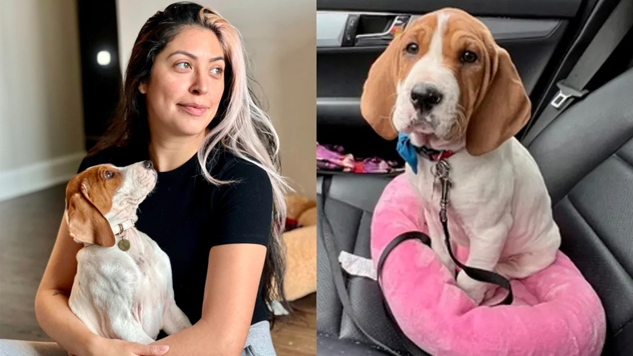 愛犬患病忍痛安樂死  1年後驚見奇蹟「復活」？動物收容所親揭內幕真相