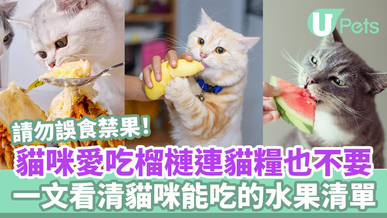 貓咪對榴槤愛不惜手？一文看清貓咪能吃的水果清單