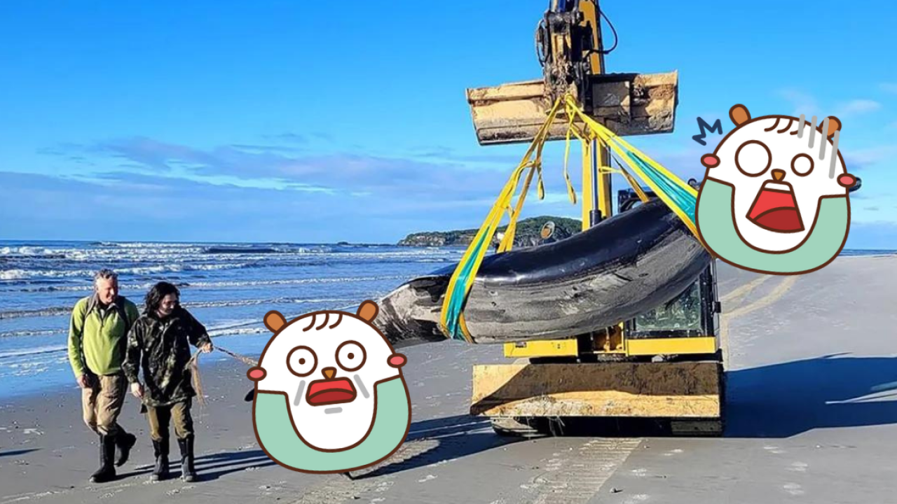 紐西蘭發現極罕見巨型神秘生物！專家震驚：沒人見過活物