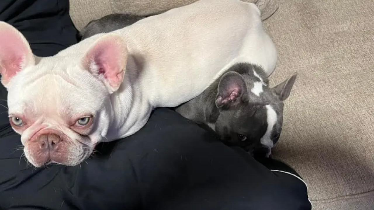 4歲法國鬥牛犬搭飛機慘遭熱死 主人嬲爆提告航空公司