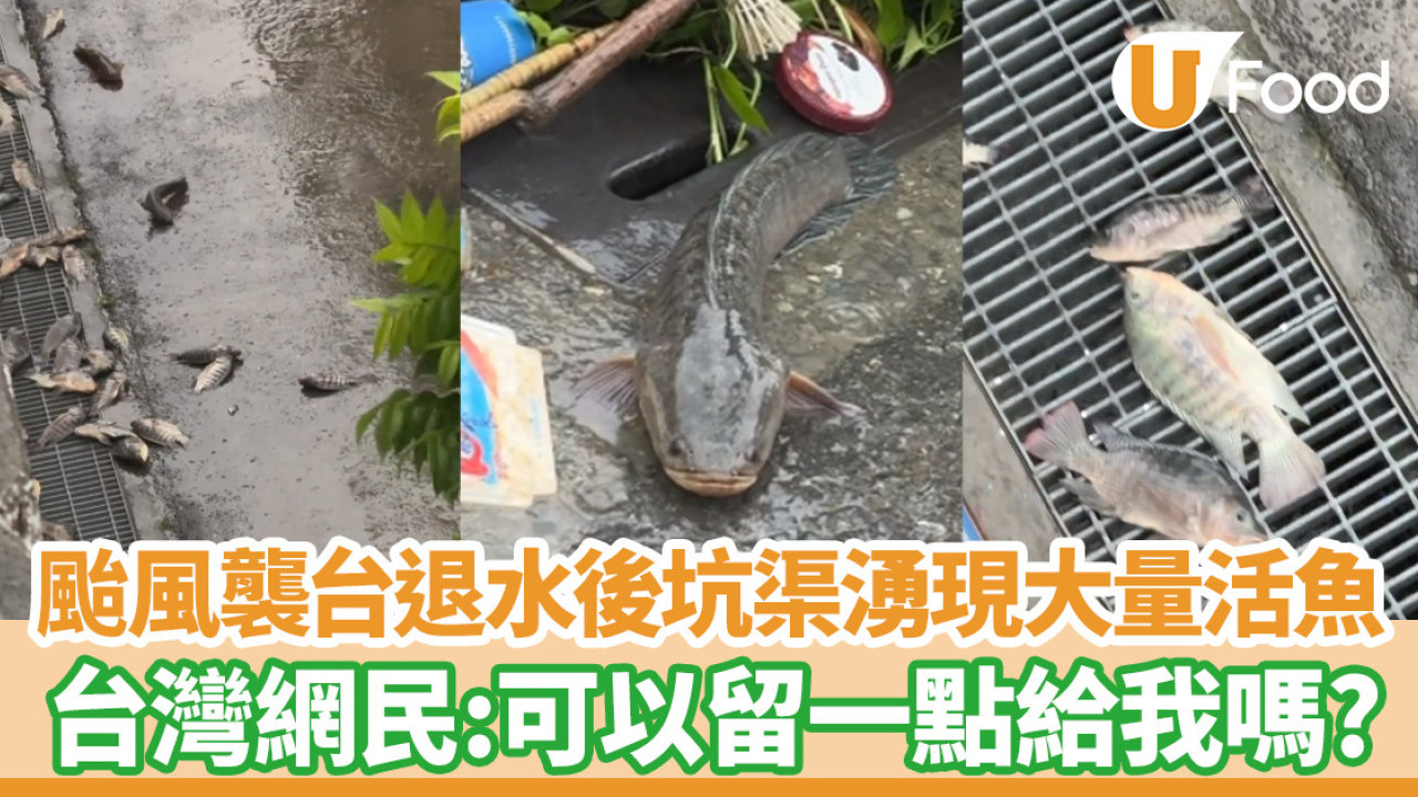 凱米颱風襲台灣多處水浸嚴重  坑渠退水後湧現大量活魚！留言：可以留一點給我嗎？