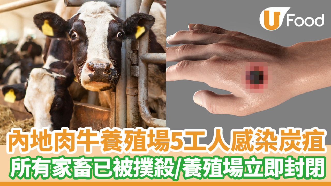 內地肉牛養殖場5工人感染炭疽  目前所有家畜已被撲殺