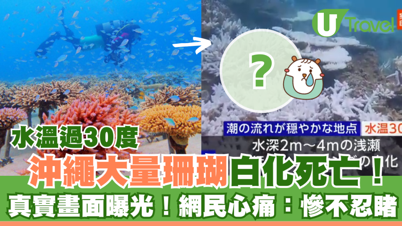 沖繩大量珊瑚白化死亡！畫面曝光慘不忍睹