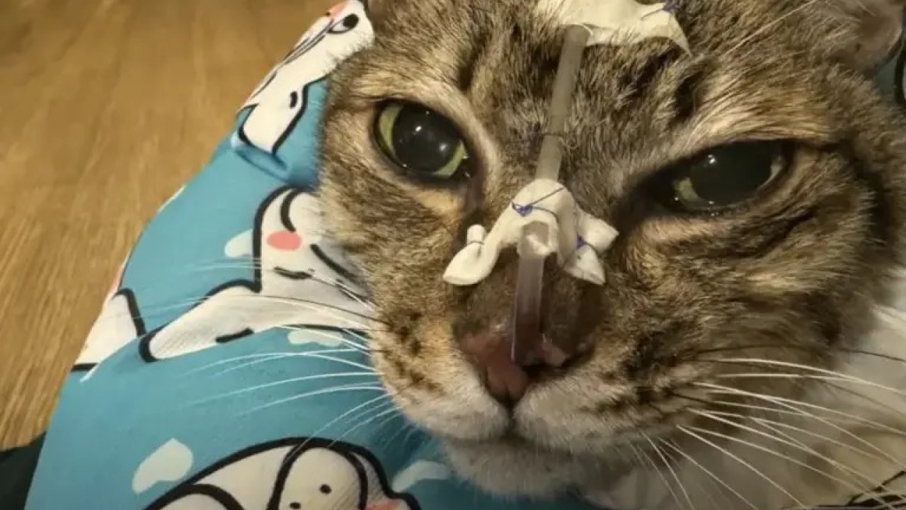 台灣爆寵物食品安全風波！3個月內爆164起家貓患低血鉀症