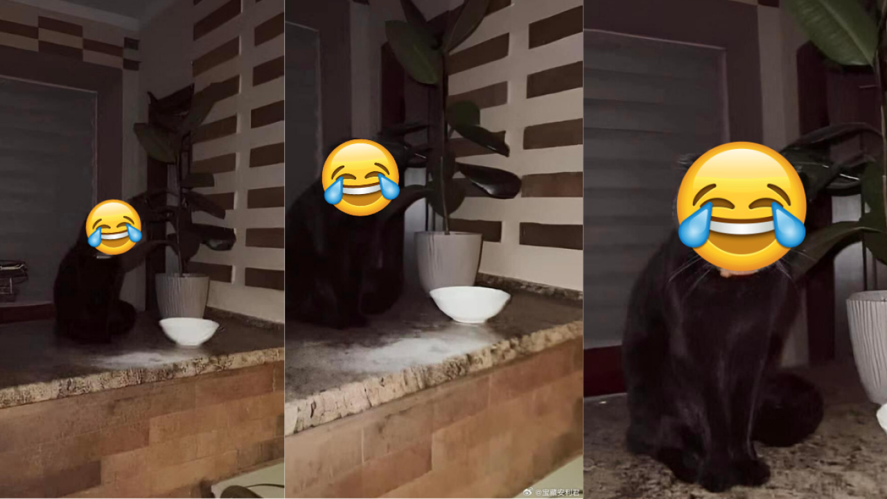 烏龍主人麵粉隨便放 黑貓驚變「厲鬼臉」！網友：農曆七月見到真的會嚇死