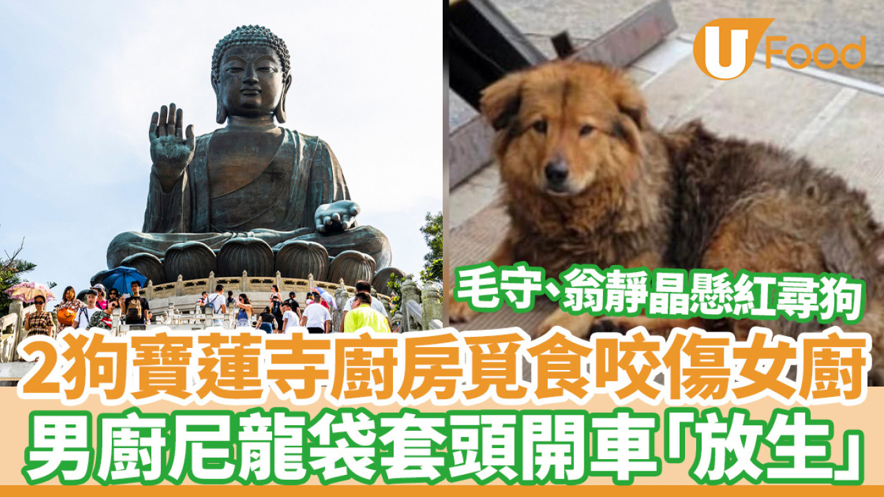 寶蓮寺棄狗｜2狗廚房覓食咬傷女廚  男廚尼龍袋套頭綁繩開車「放生」／各界懸紅尋狗