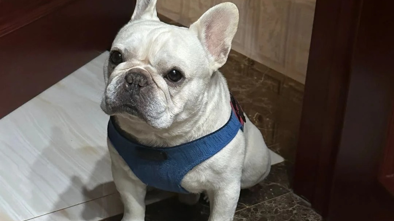 內地女航空托運寵物犬獲「保證安全」 未料收噩耗 揭發真相惹網民震怒