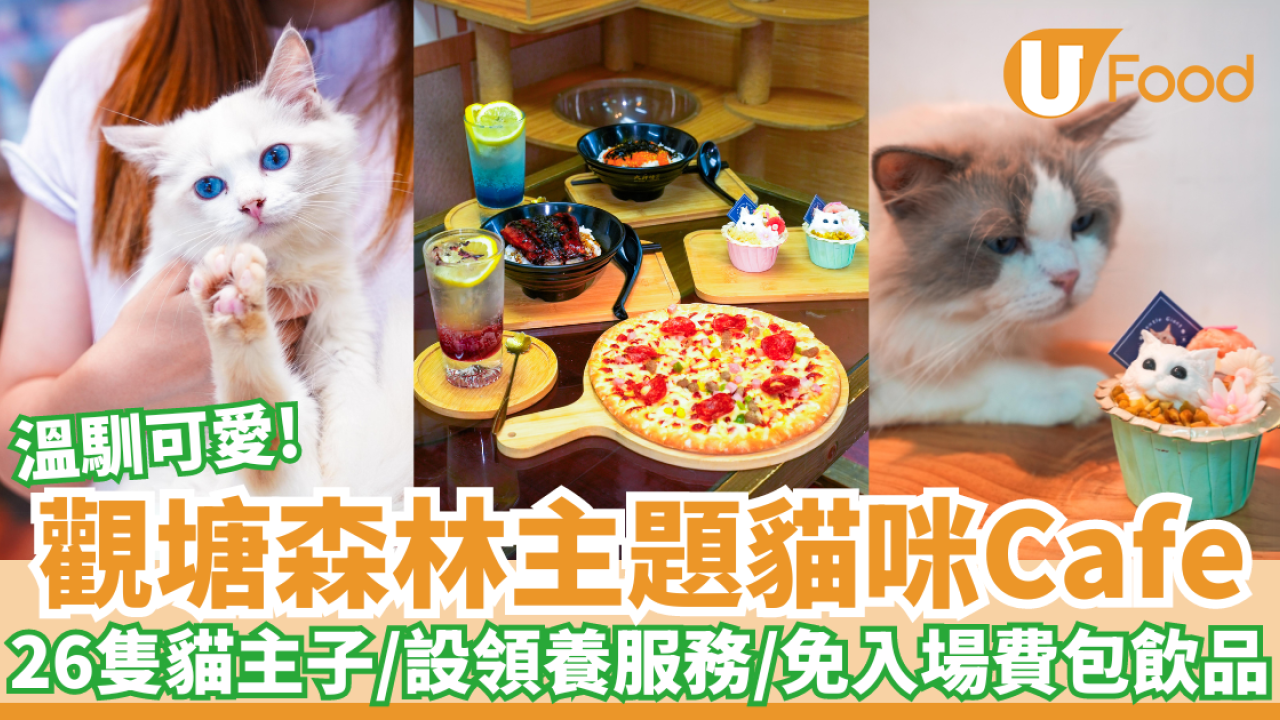 觀塘森林主題貓咪Cafe｜26隻貓主子坐鎮／設領養服務／免入場費包飲品