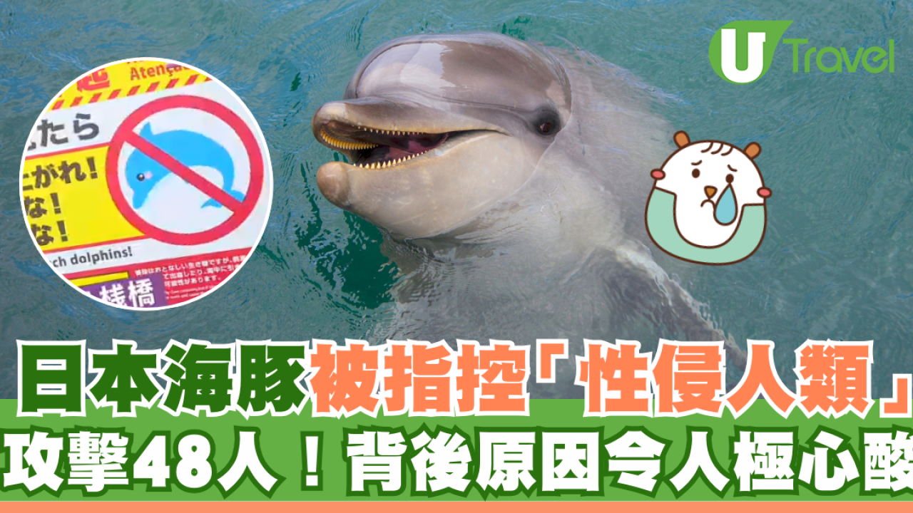 日本海豚被指控「性侵人類」攻擊48人！背後原因令人極心酸