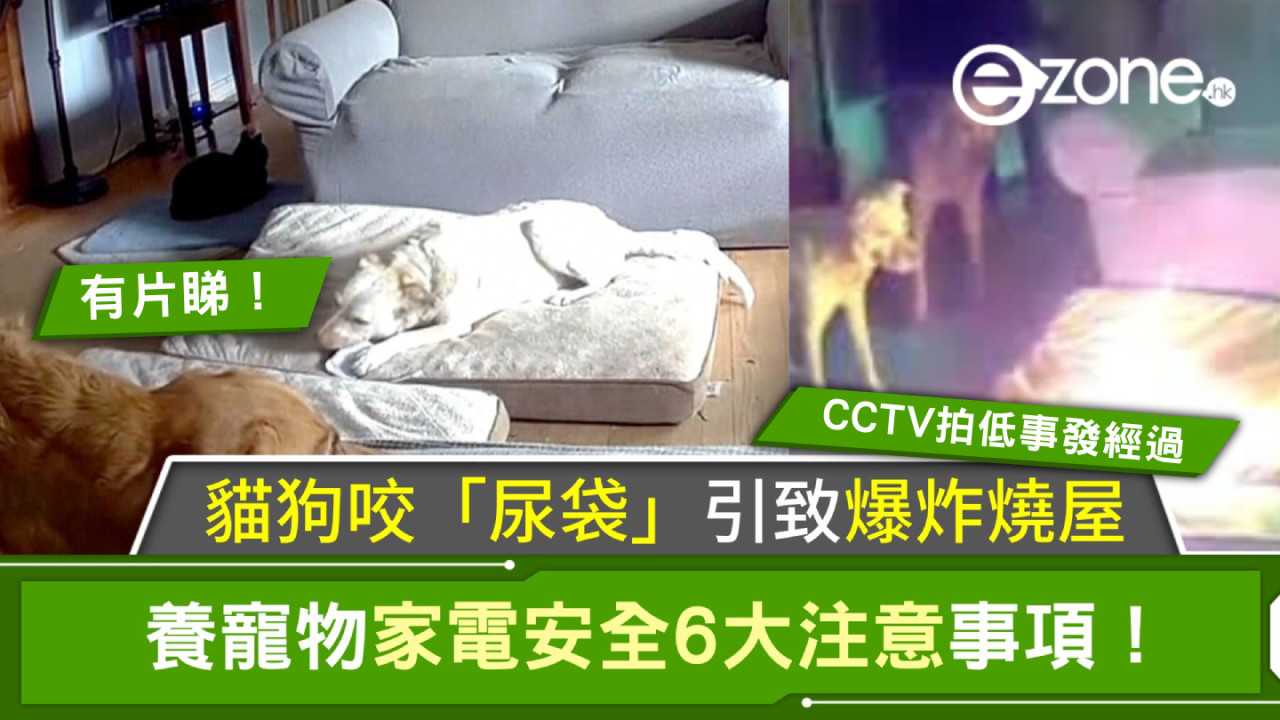 貓狗咬「尿袋」引致爆炸燒屋！養寵物家電安全6大注意事項！