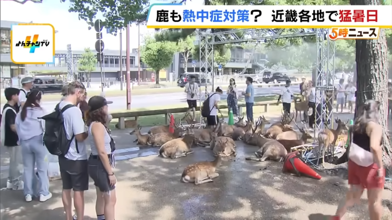 日本奈良鹿聚集噴霧附近避暑！遊客打卡大讚聰明！