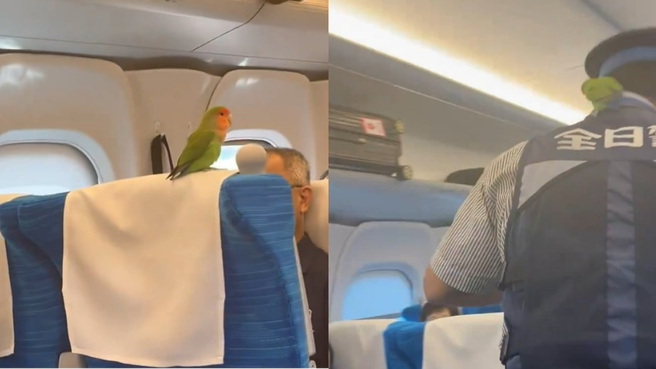 京都鸚鵡搭新幹線離家出走500公里！主人上網先知愛鳥已在東京