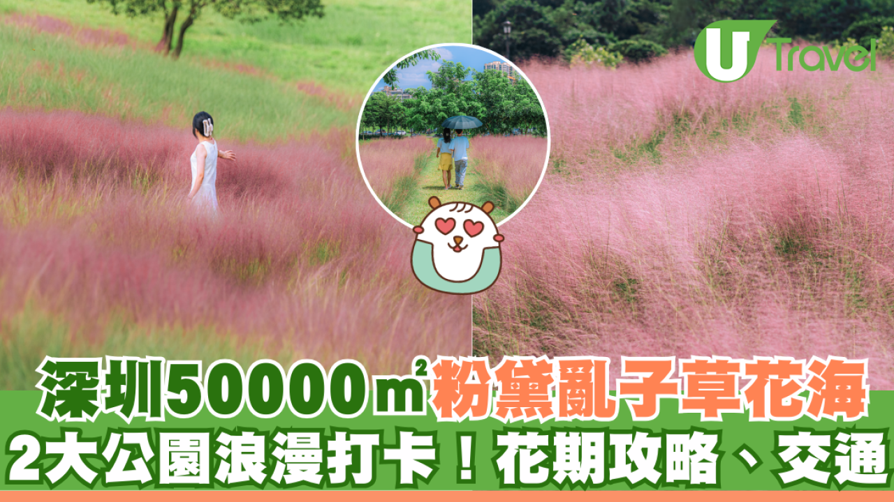 深圳50000㎡粉黛亂子草花海！2大公園浪漫打卡攻略、交通