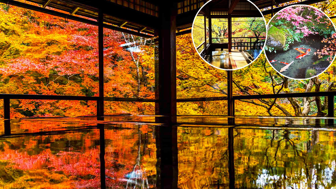 京都賞楓夢幻琉璃光院│2024預約/交通攻略+7大打卡位