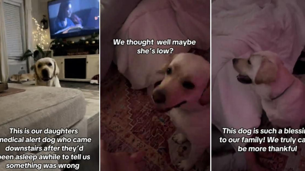 糖尿病警報犬拯救小主人生命！能感知人類血糖上升！醒目1招提醒父母