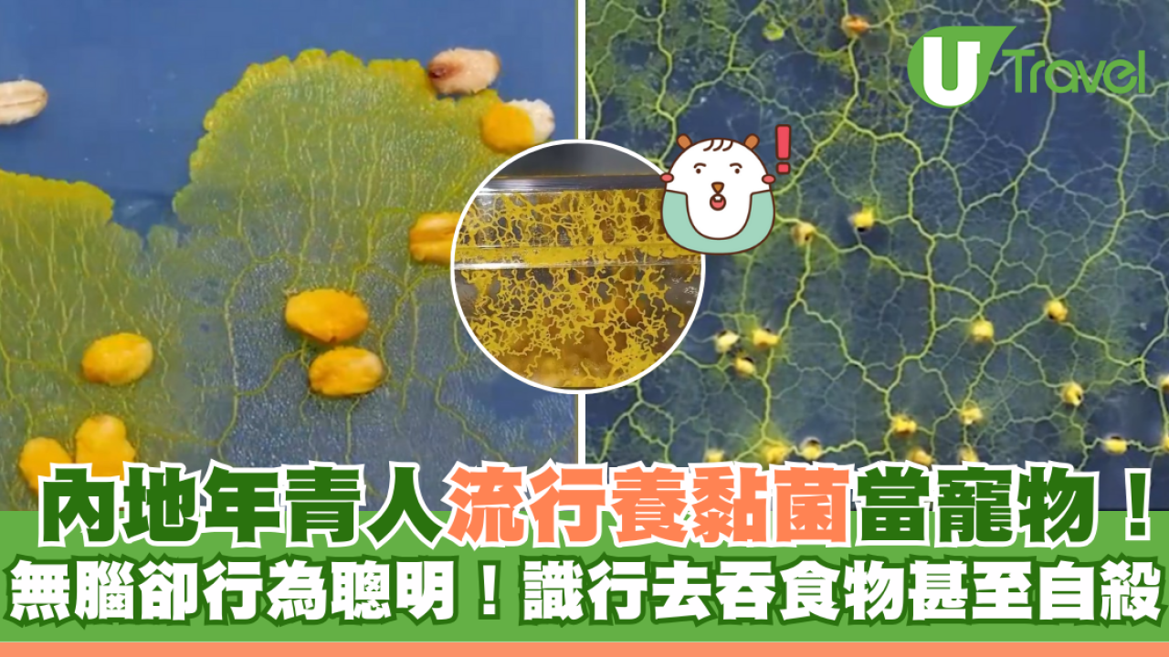 內地年青人流行養黏菌當寵物！無腦卻行為聰明 識行去吞食物甚至自殺！