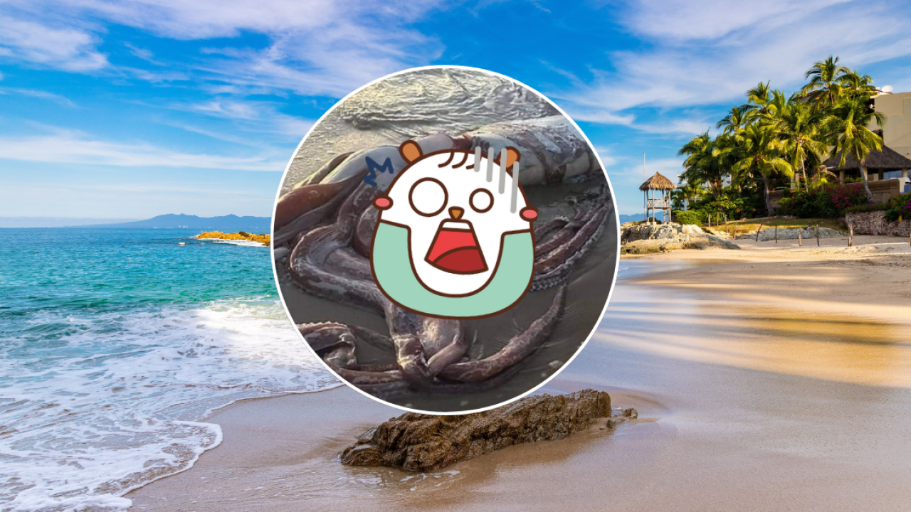 西班牙海灘驚現10米巨型深海怪獸！身長達17米、重300公斤！生物學家揭真身