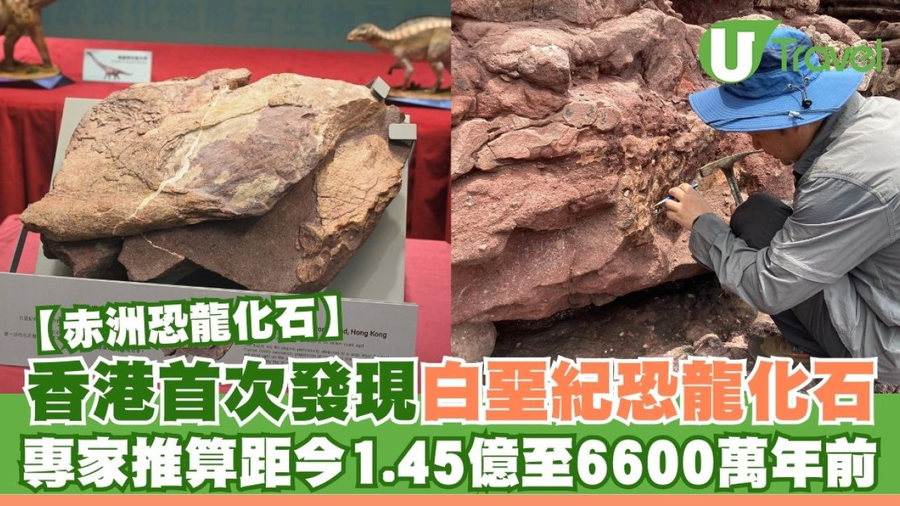 赤洲化石｜香港首次發現白堊紀時期恐龍化石 專家推算距今1.45億至6600萬年前