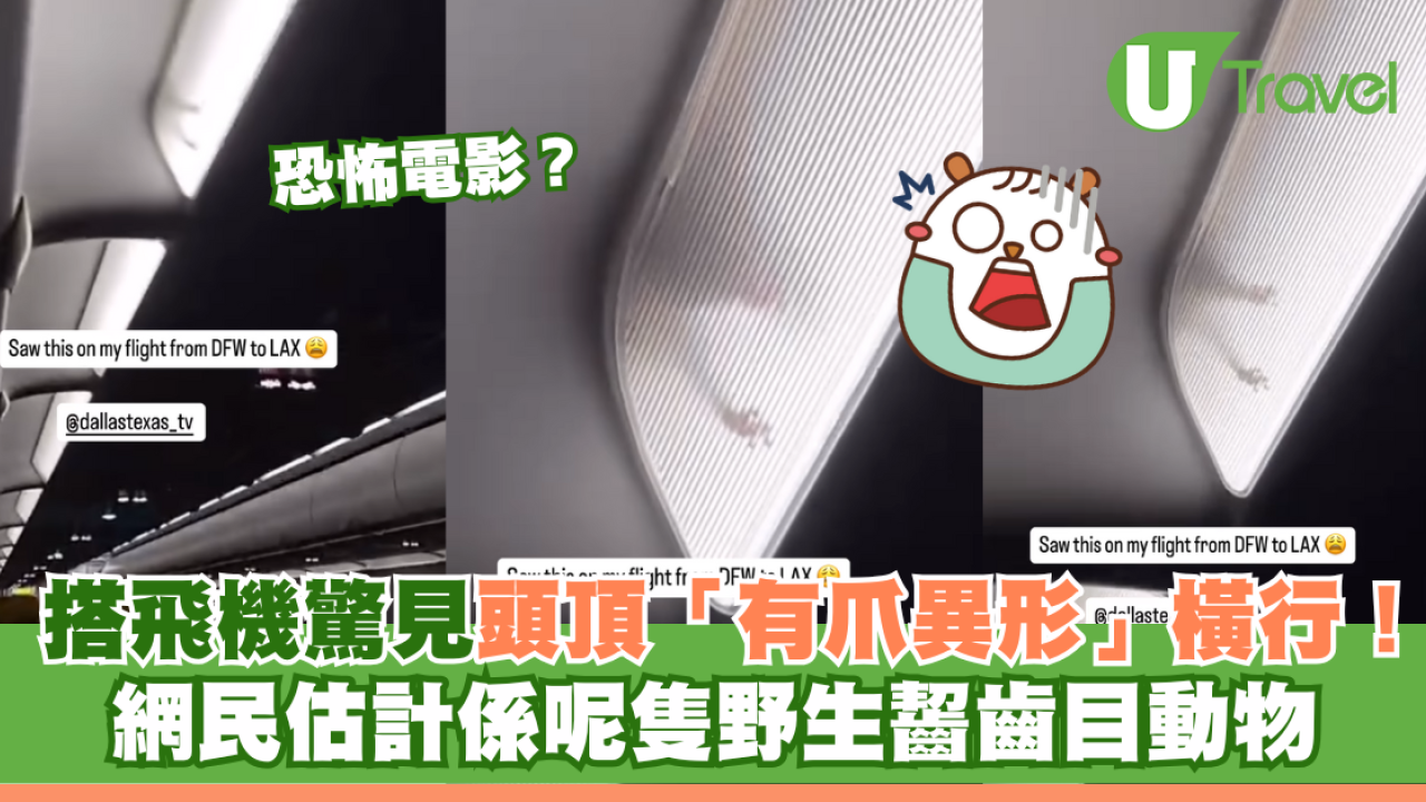 搭飛機驚見頭頂「有爪異形」橫行！網民估計係呢隻野生動物