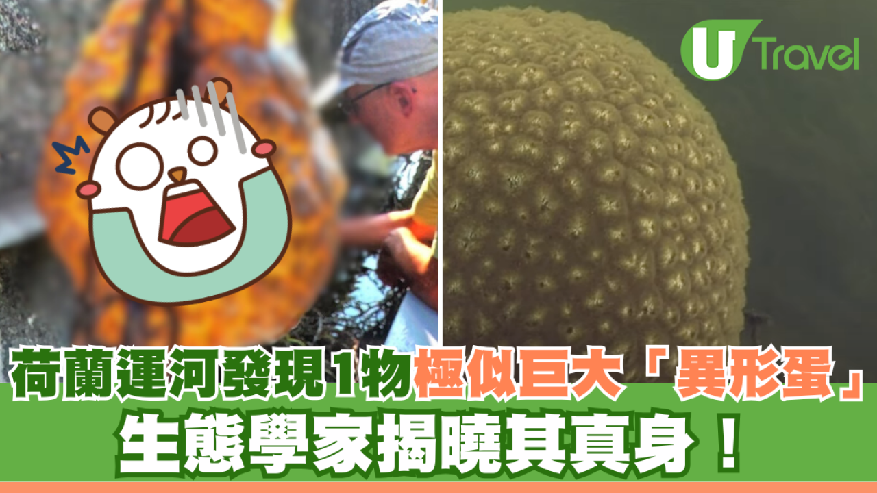 荷蘭運河發現1物極似巨大「異形蛋」 生態學家揭曉其真身！