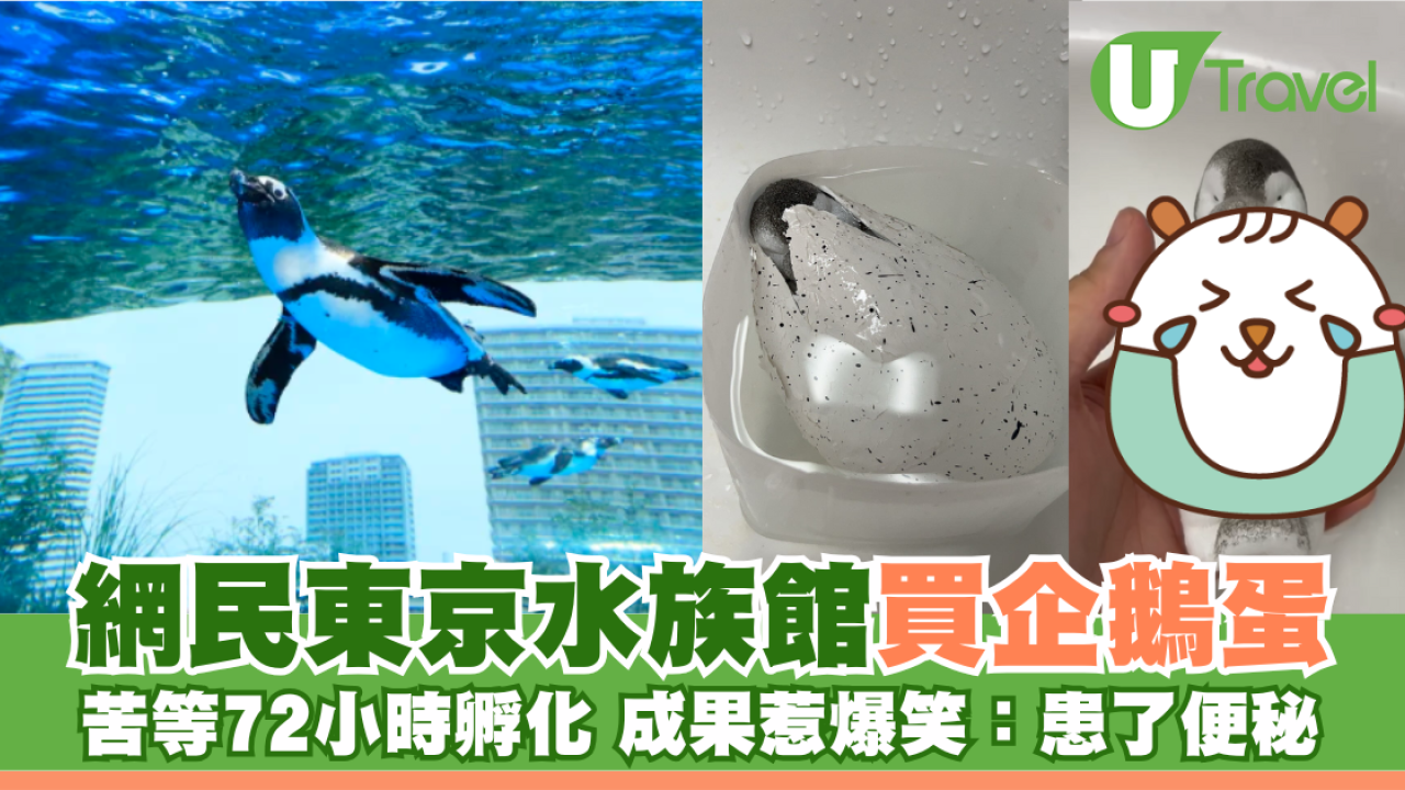 網民東京水族館買企鵝蛋 苦等72小時孵化成果惹爆笑：患了便秘
