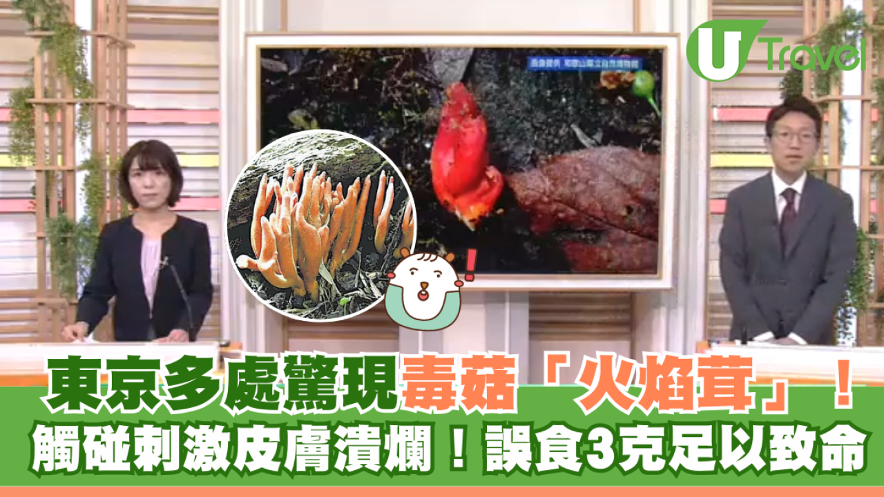 東京多處驚現毒菇火焰茸！觸碰都出事！誤食3克足以致命