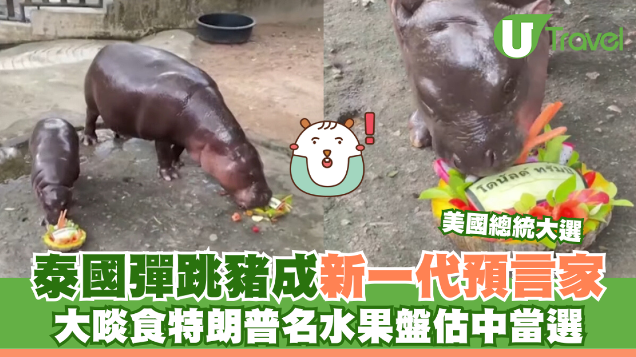 美國總統大選｜泰國彈跳豬成新一代預言家 大啖食特朗普名水果盤估中當選