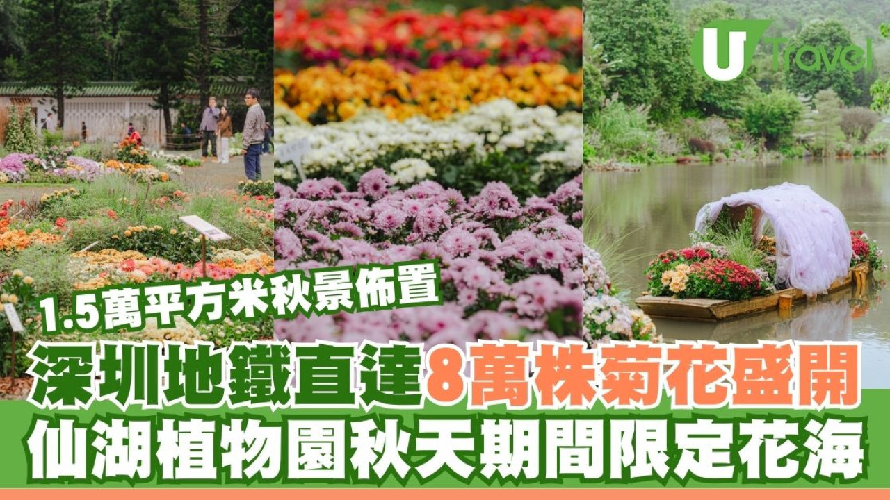 深圳8萬株菊花盛開！仙湖植物園秋天期間限定花海 1.5萬米秋景佈置