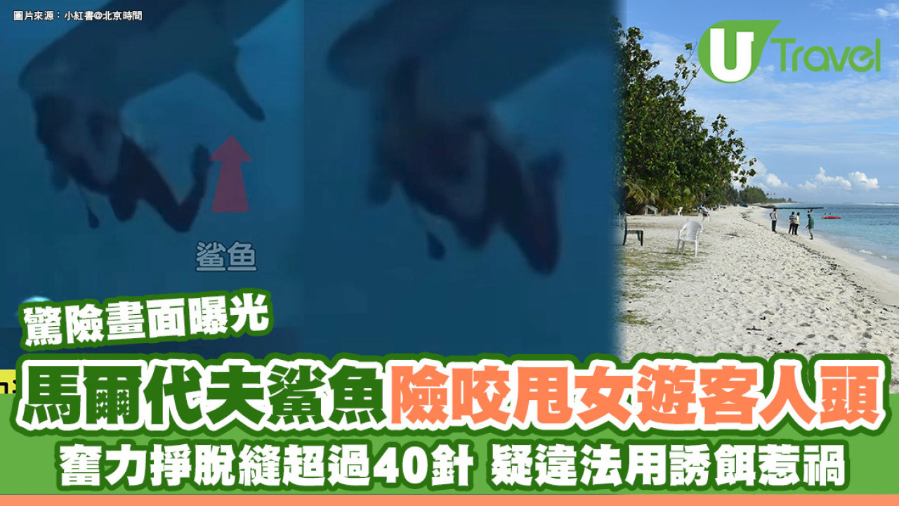 馬爾代夫鯊魚險咬甩中國女遊客人頭驚險影片曝光 疑違法用誘餌惹禍