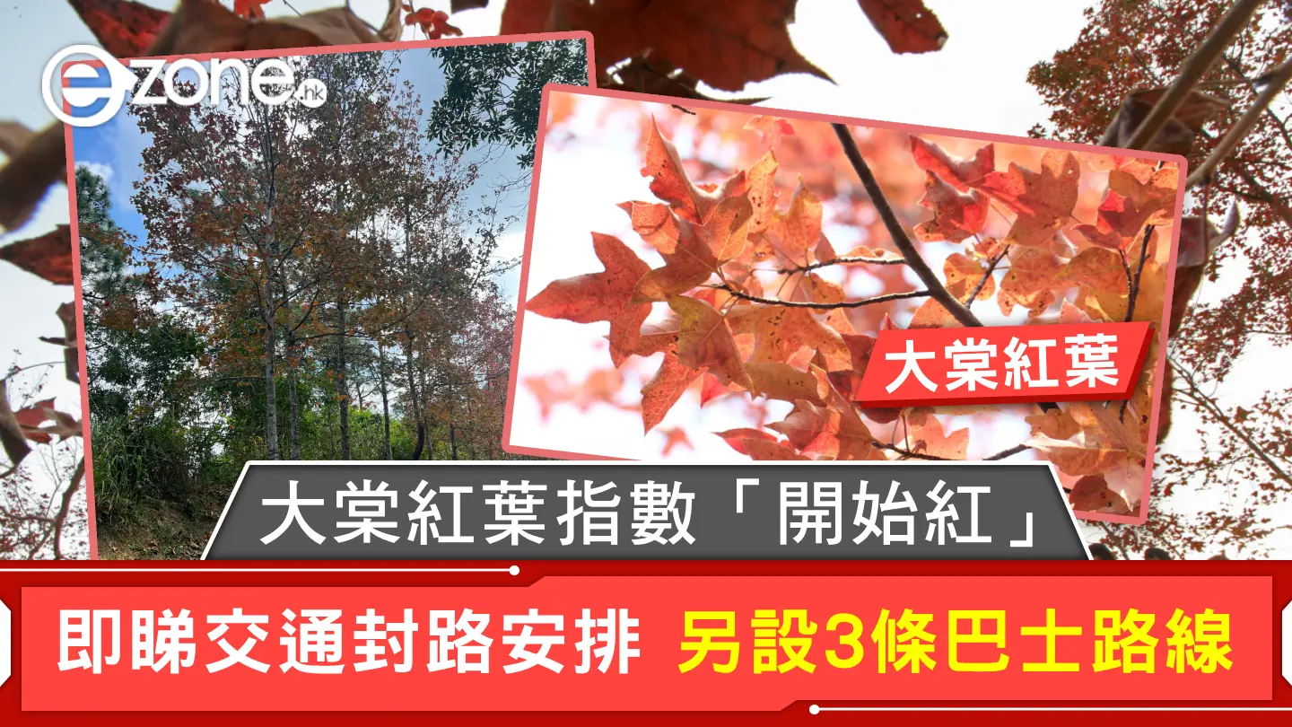 大棠紅葉｜大棠紅葉指數「開始紅」即睇交通封路安排 另設3條巴士路線