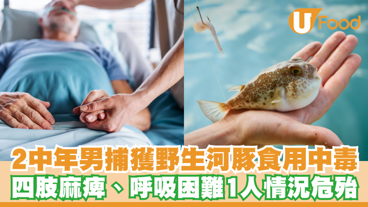 2中年男捕獲野生河豚食用中毒！四肢麻痺、呼吸困難1人情況危殆