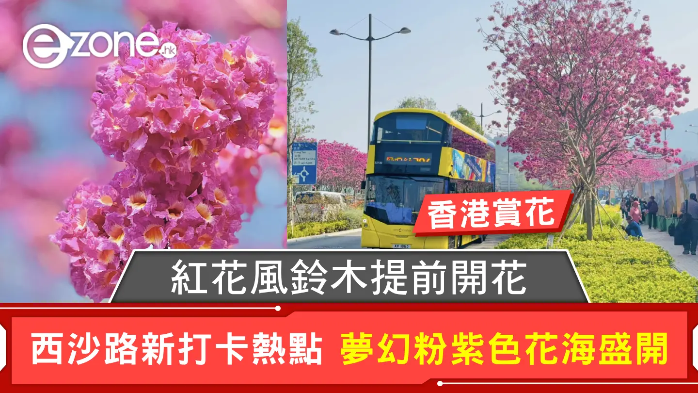 香港賞花｜紅花風鈴木提前開花 西沙路新打卡熱點 夢幻粉紫色花海盛開