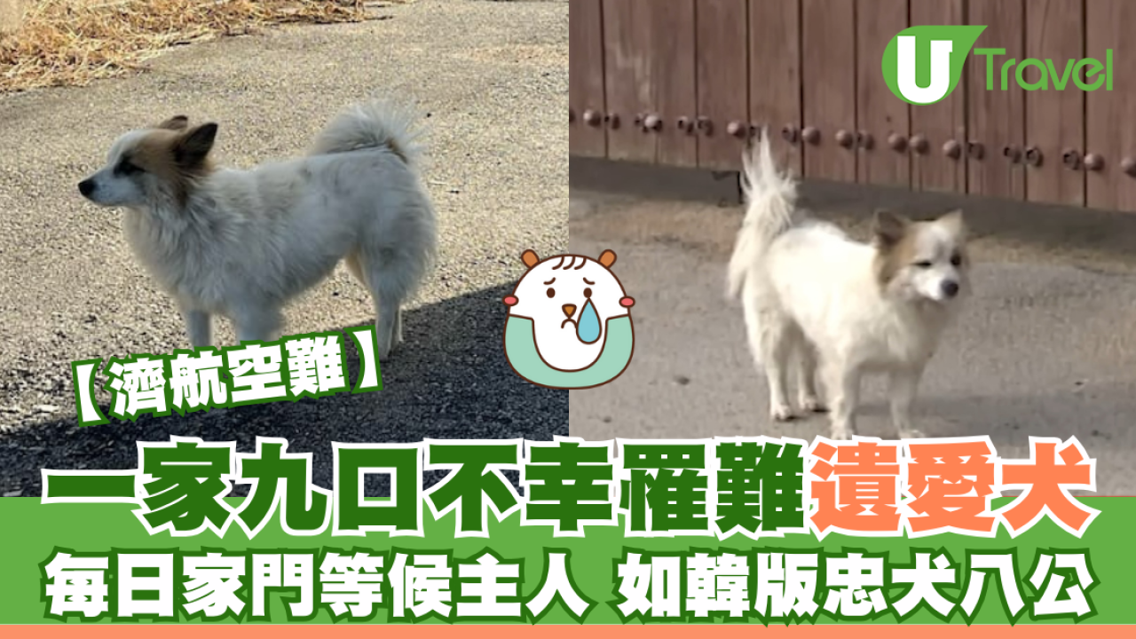 濟航空難｜一家九口不幸罹難遺愛犬 每日家門等候主人 如韓版忠犬八公